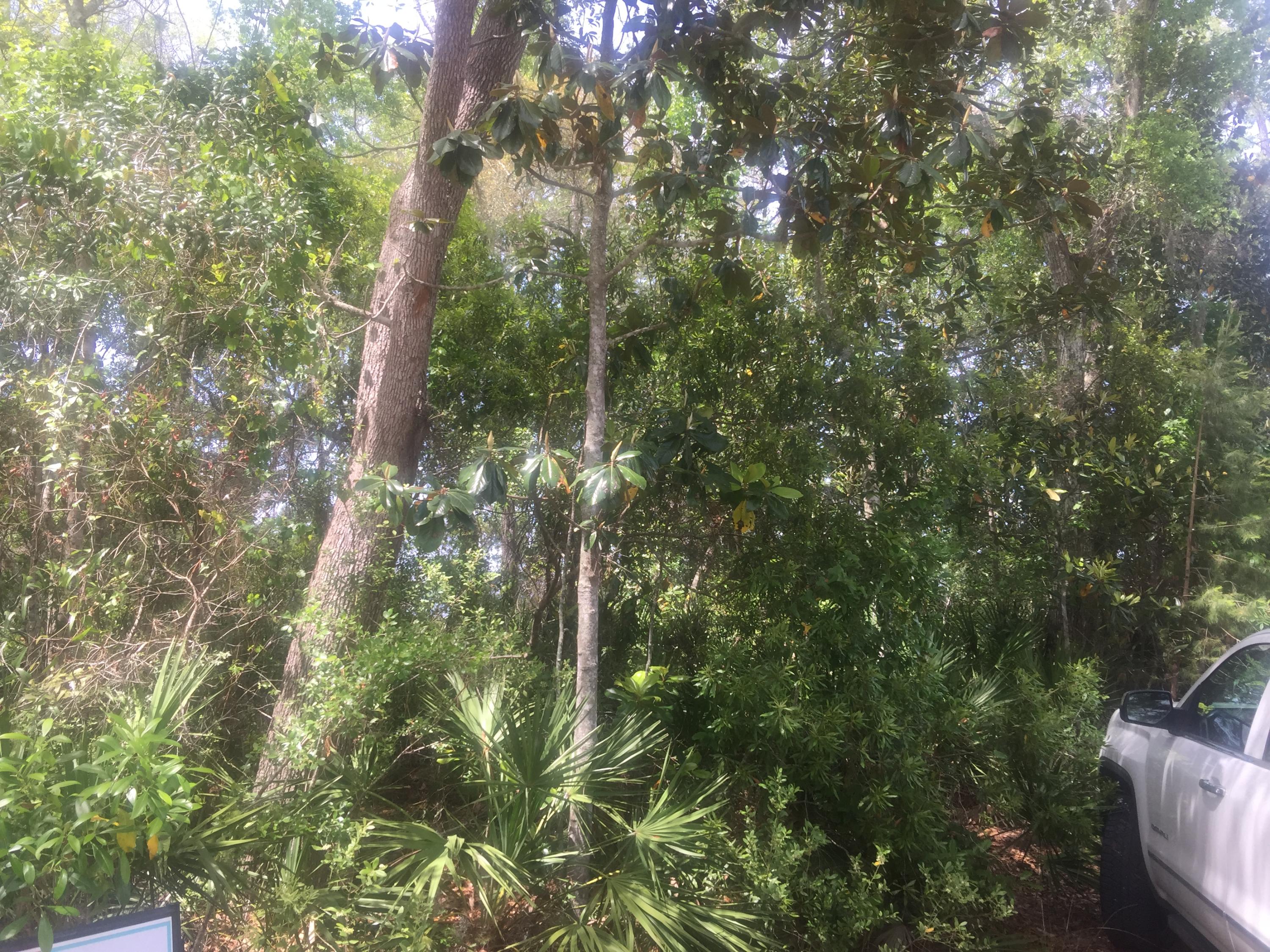 Lot 4 Native Tree Lane Santa Rosa Beach, FL 32459 - Photo 5 of 20 a view of a yard with plants and trees