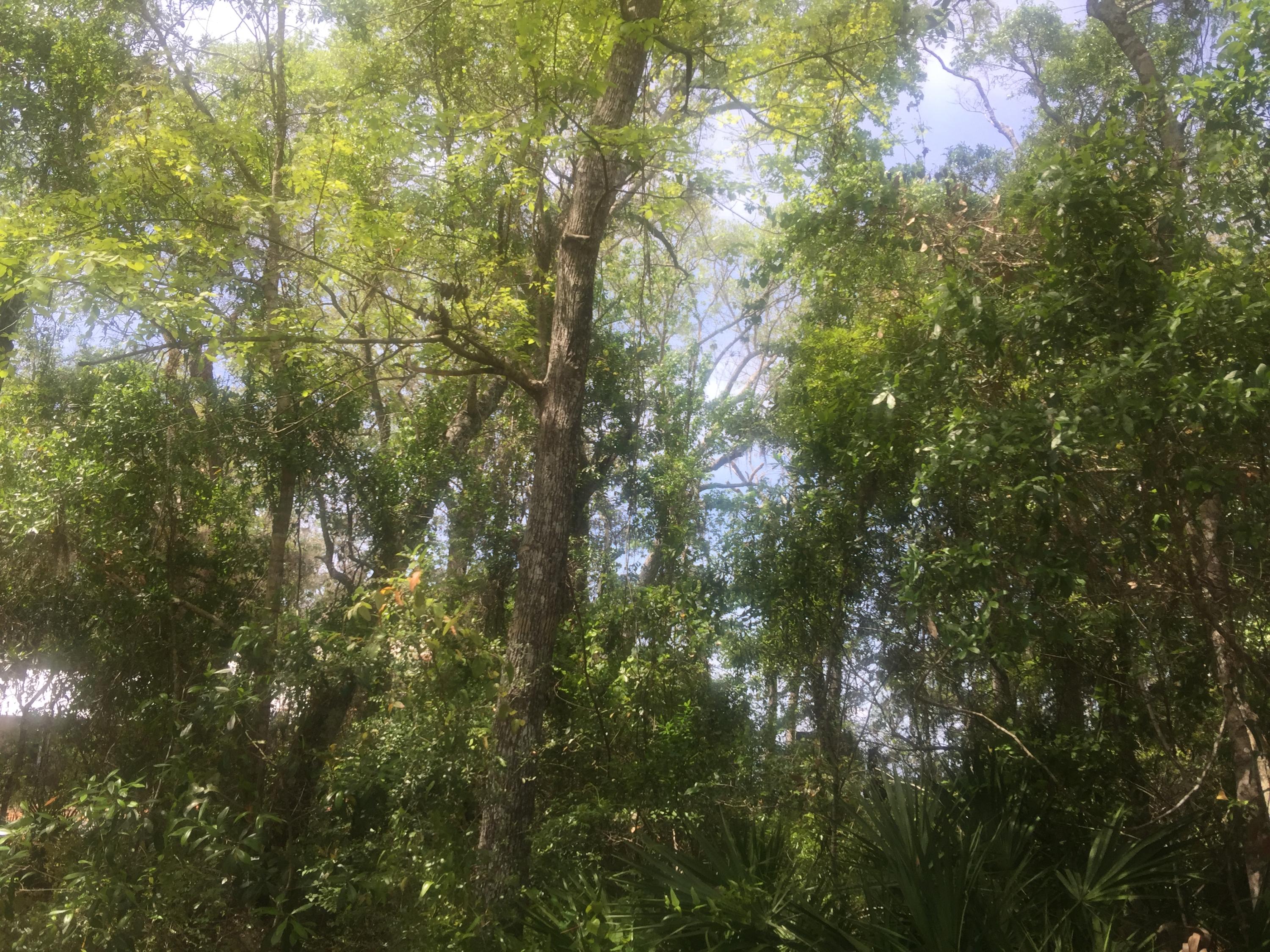 Lot 4 Native Tree Lane Santa Rosa Beach, FL 32459 - Photo 8 of 20 a view of forest