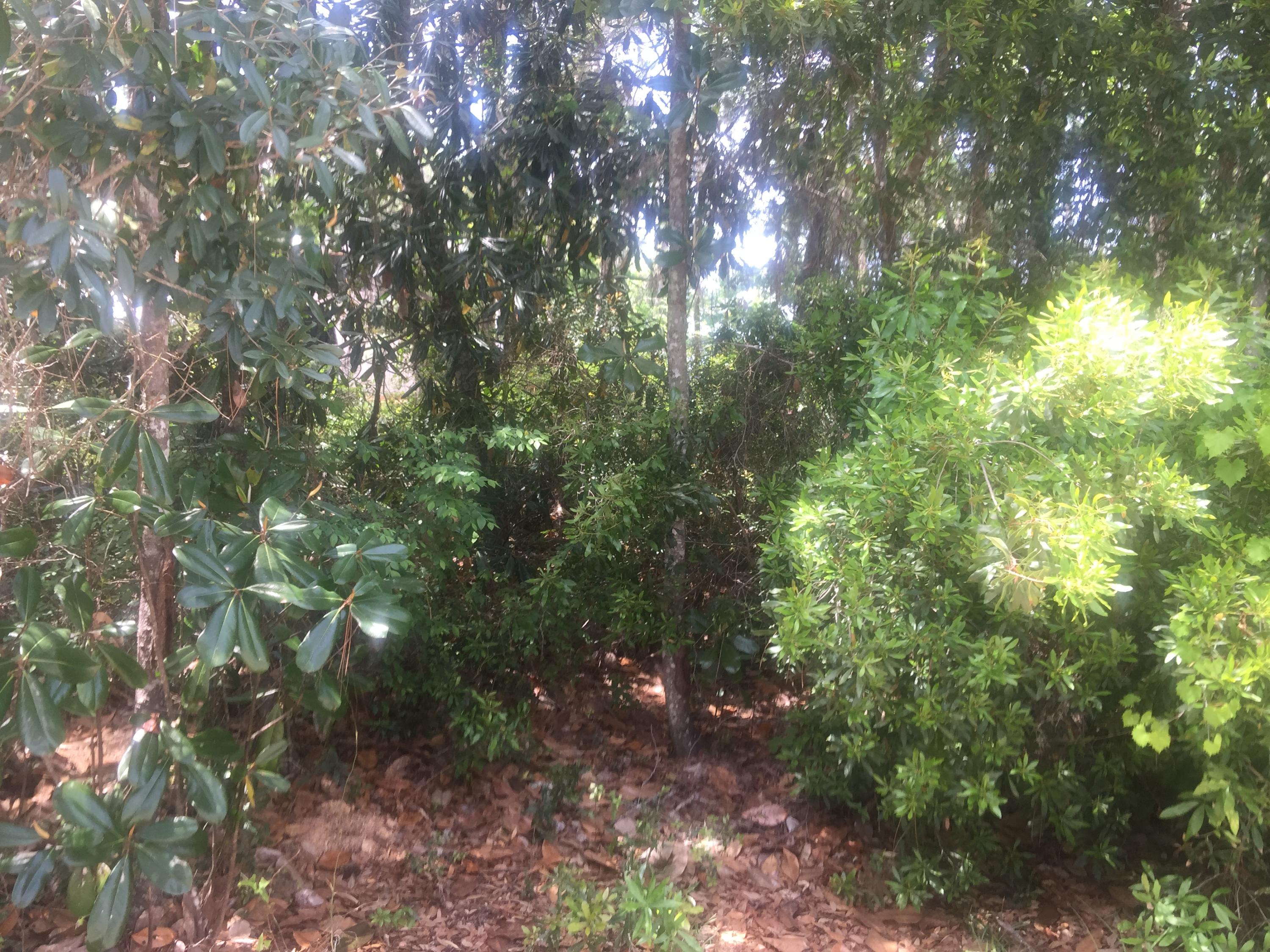 Lot 4 Native Tree Lane Santa Rosa Beach, FL 32459 - Photo 10 of 20 a view of a forest with lots of trees