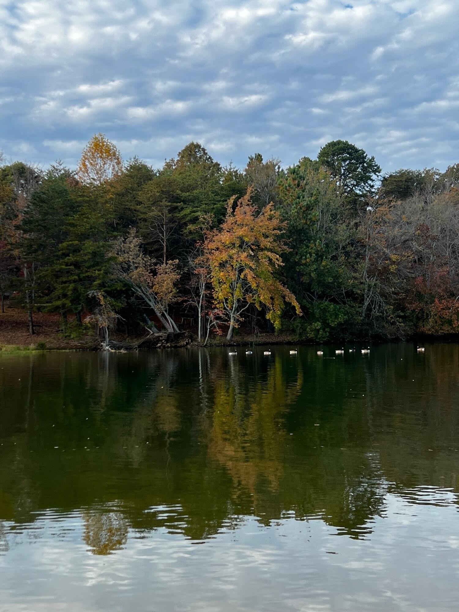 a view of a lake with a city