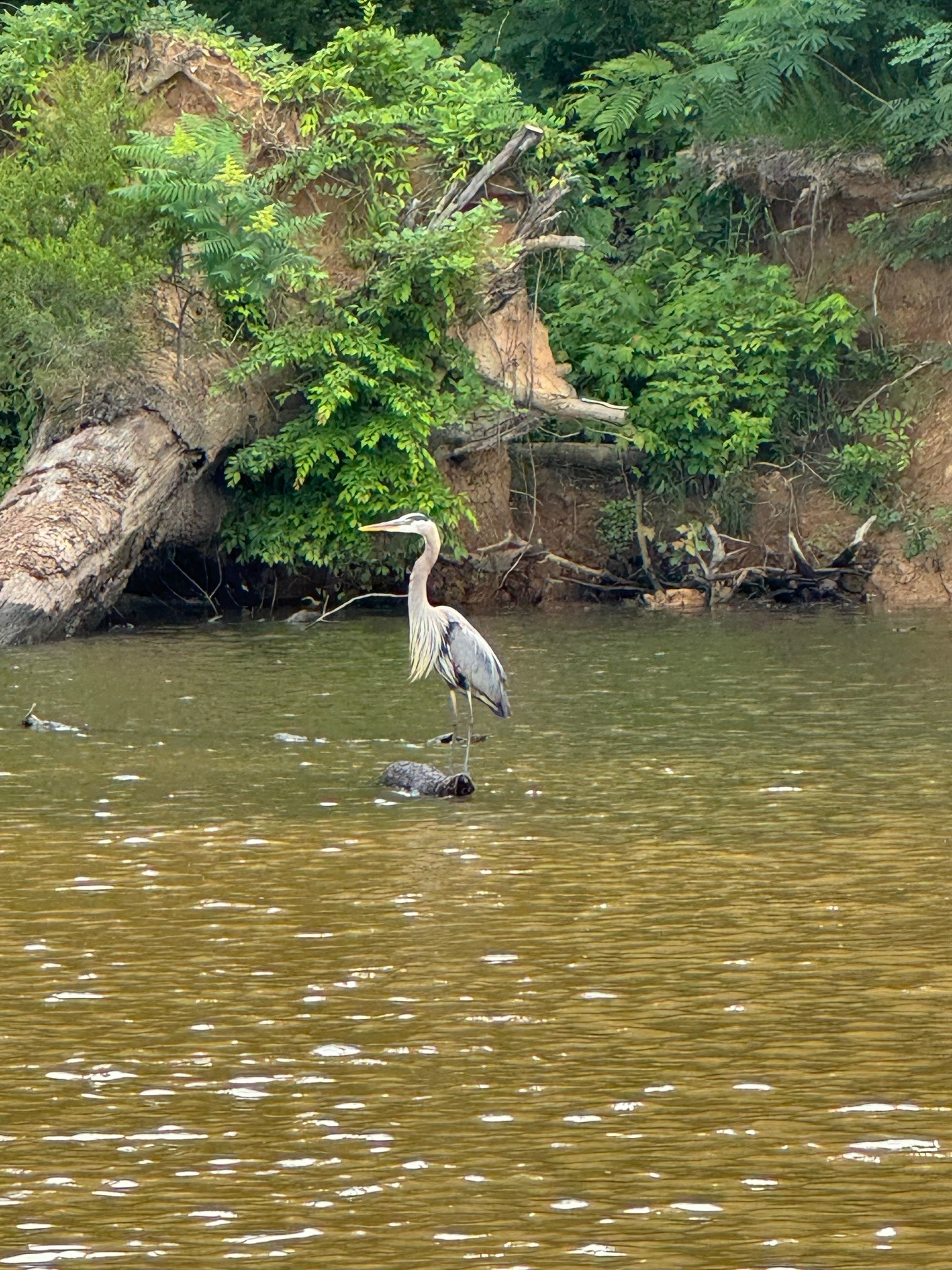 0 Ds Cove Decaturville, TN 38329 - Photo 31 of 60 a view of a ocean view