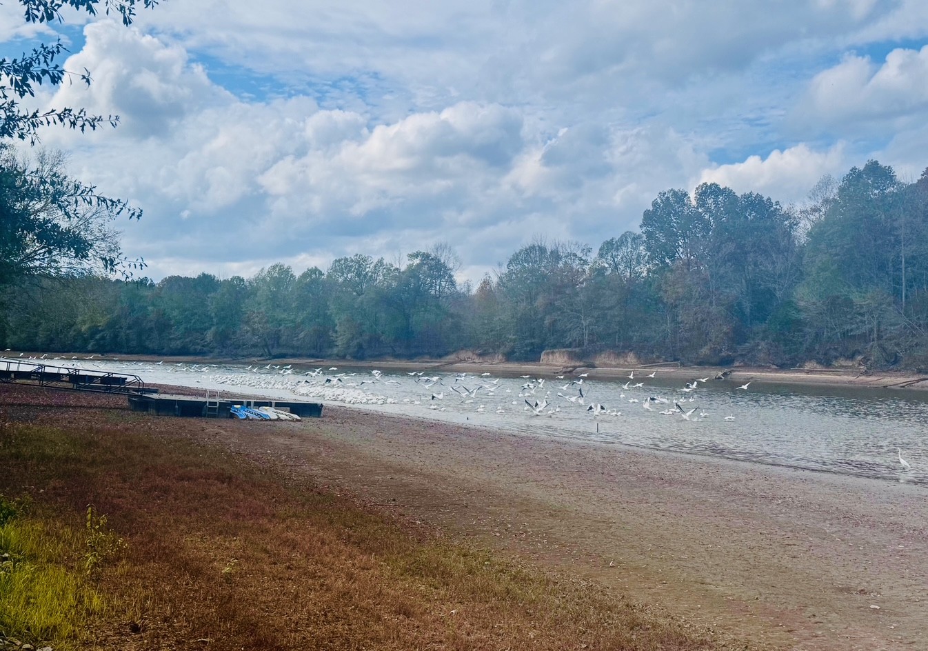 0 Ds Cove Decaturville, TN 38329 - Photo 52 of 60 a view of a field with trees in the background