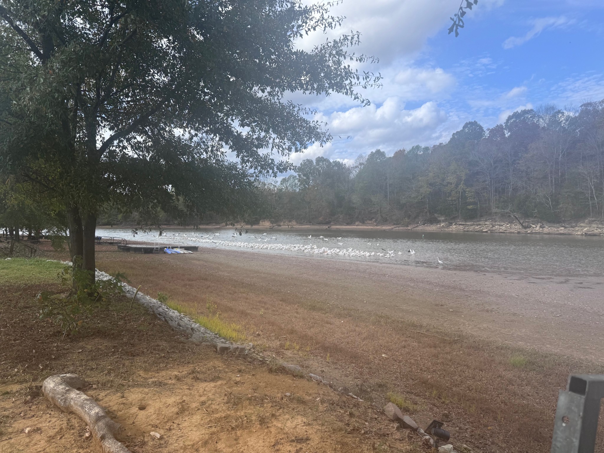 0 Ds Cove Decaturville, TN 38329 - Photo 53 of 60 a view of dirt yard with a large tree