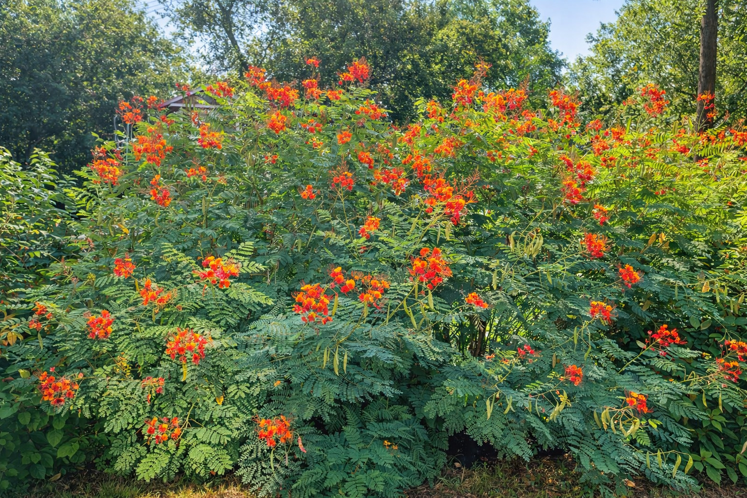1104 Richardine Avenue Austin, TX 78721 - Photo 21 of 26 Backyard during full bloom with towering Pride of Barbados