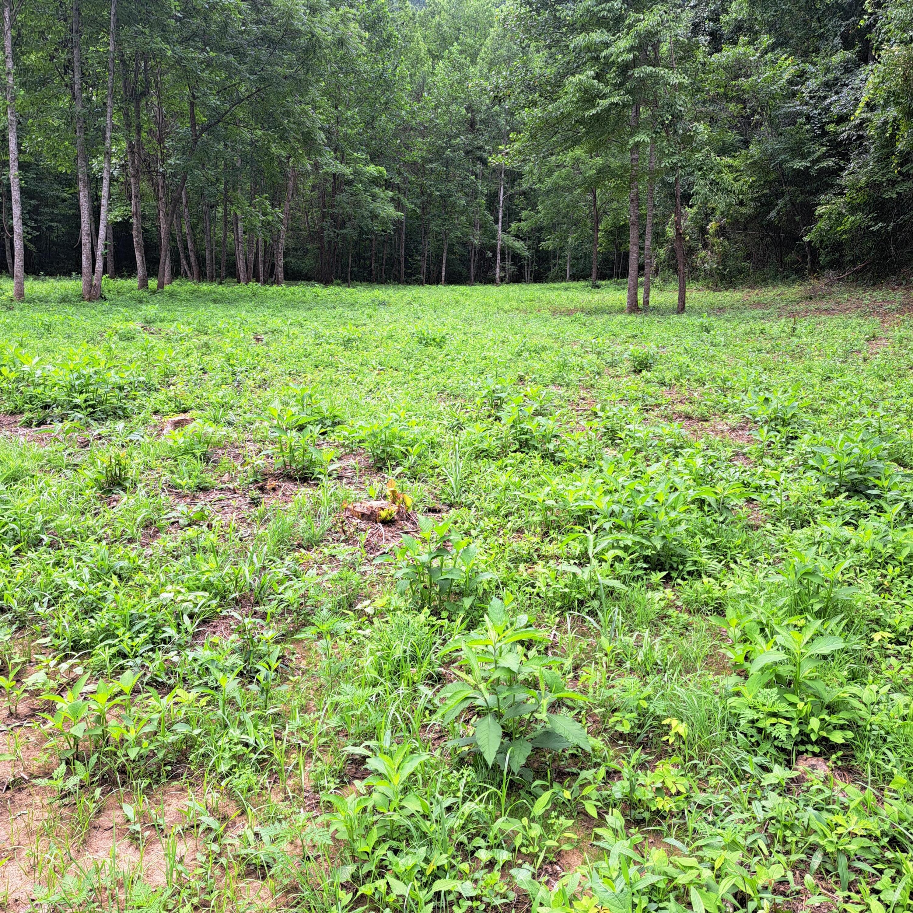 99 Jackson Road Manchester, KY 40962 - Photo 38 of 49 20260724_122736