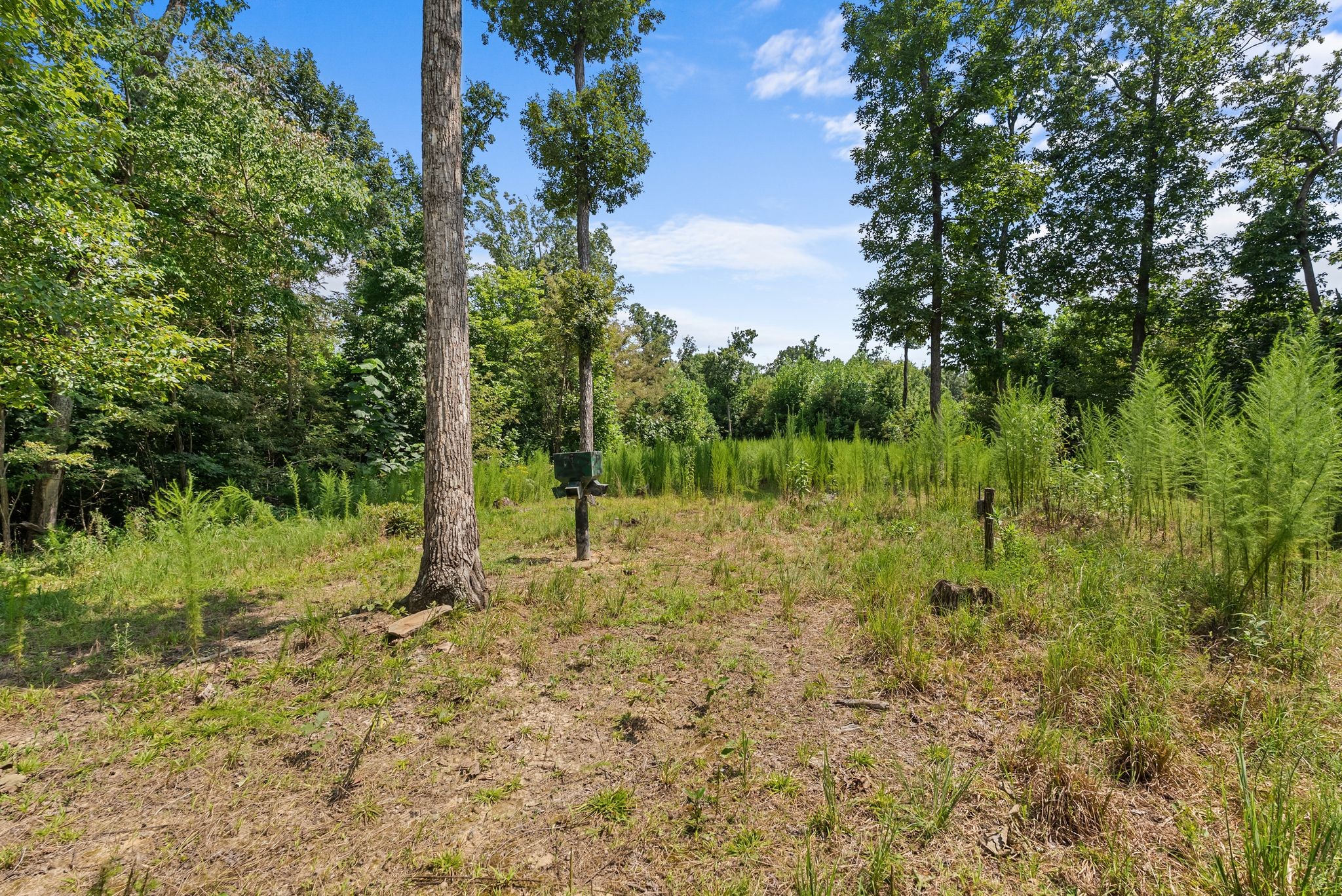 0 Sparkman Town-Bone Cave Road Doyle, TN 38559 - Photo 56 of 77 Gallery Image 56