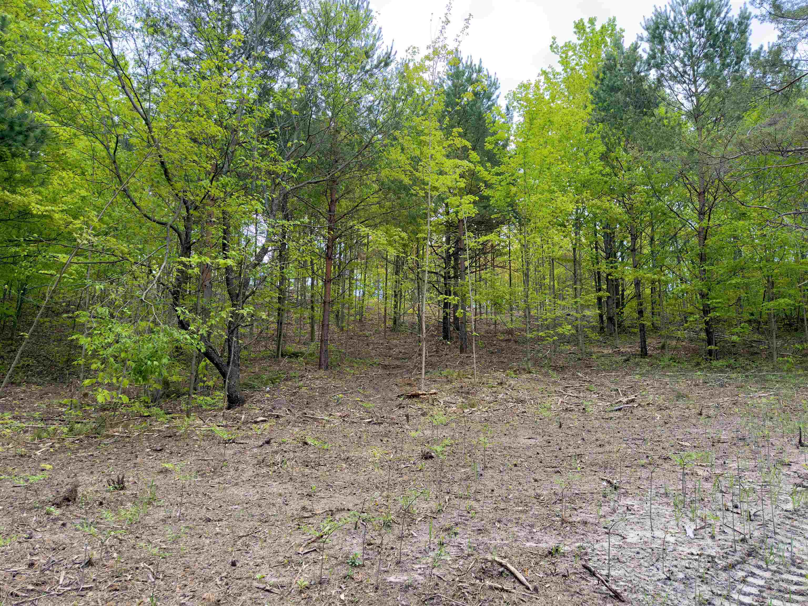 3779 Scholl Road Mancelona, MI 49659 - Photo 8 of 16