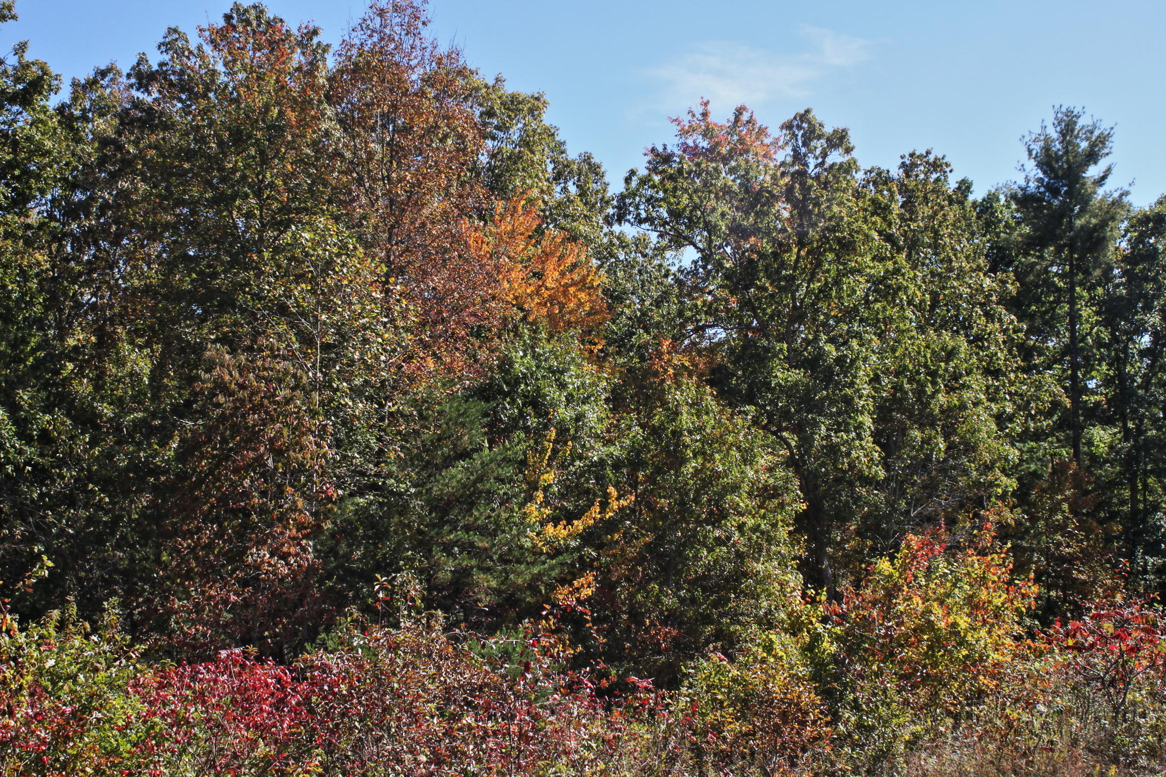 3176 Baseline Road Jamestown, TN 38556 - Photo 34 of 40 10 Acres Mature Timber