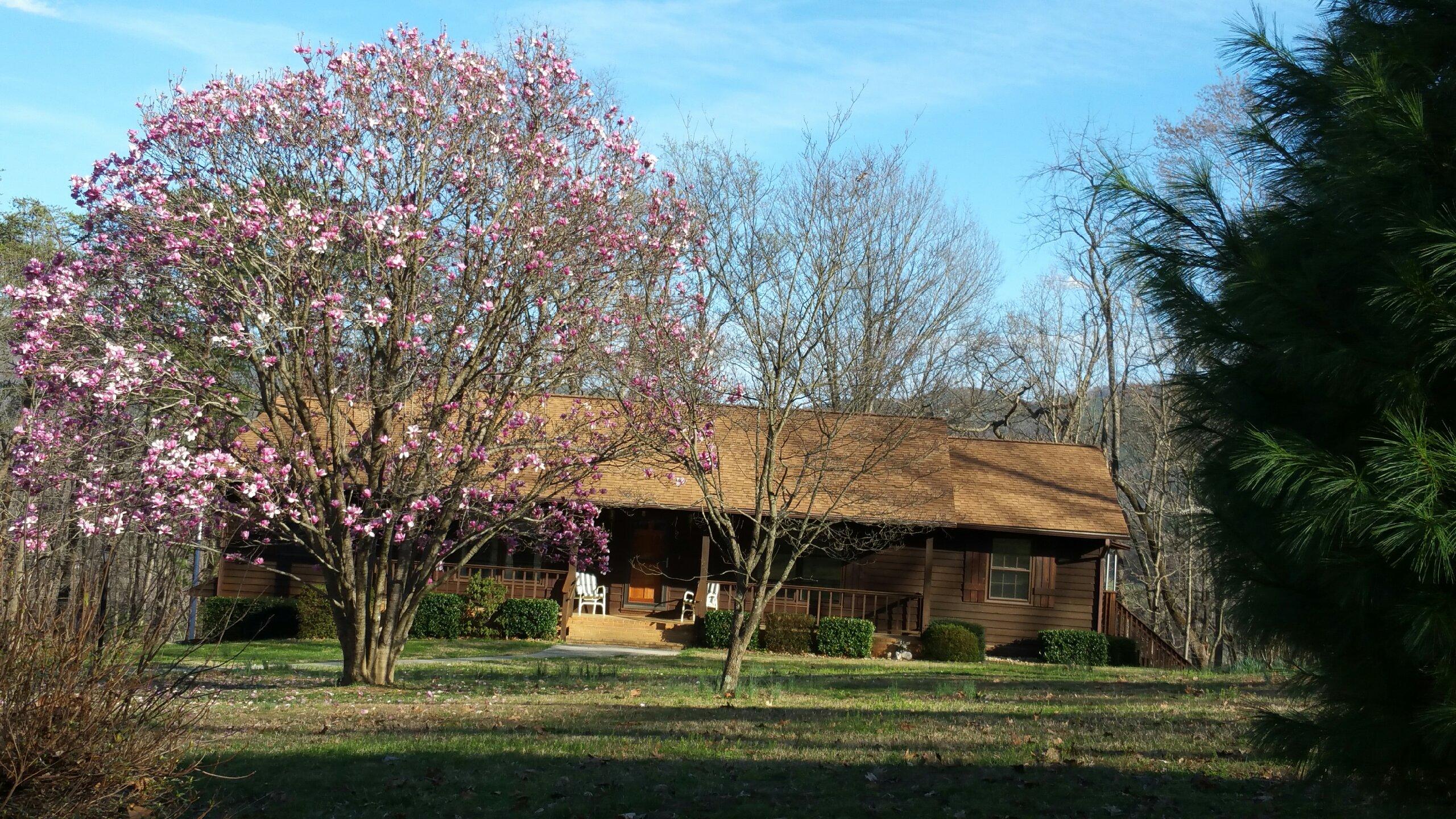 6245 Hillcrest Road Salem, VA 24153 - Photo 29 of 34 Tree View