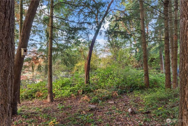 a view of a forest that has large trees