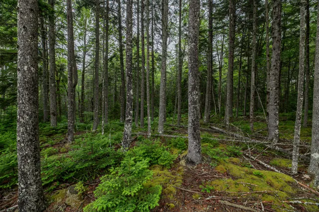 $54,000 | Lot 40 Estates Road, Steuben, ME 04680