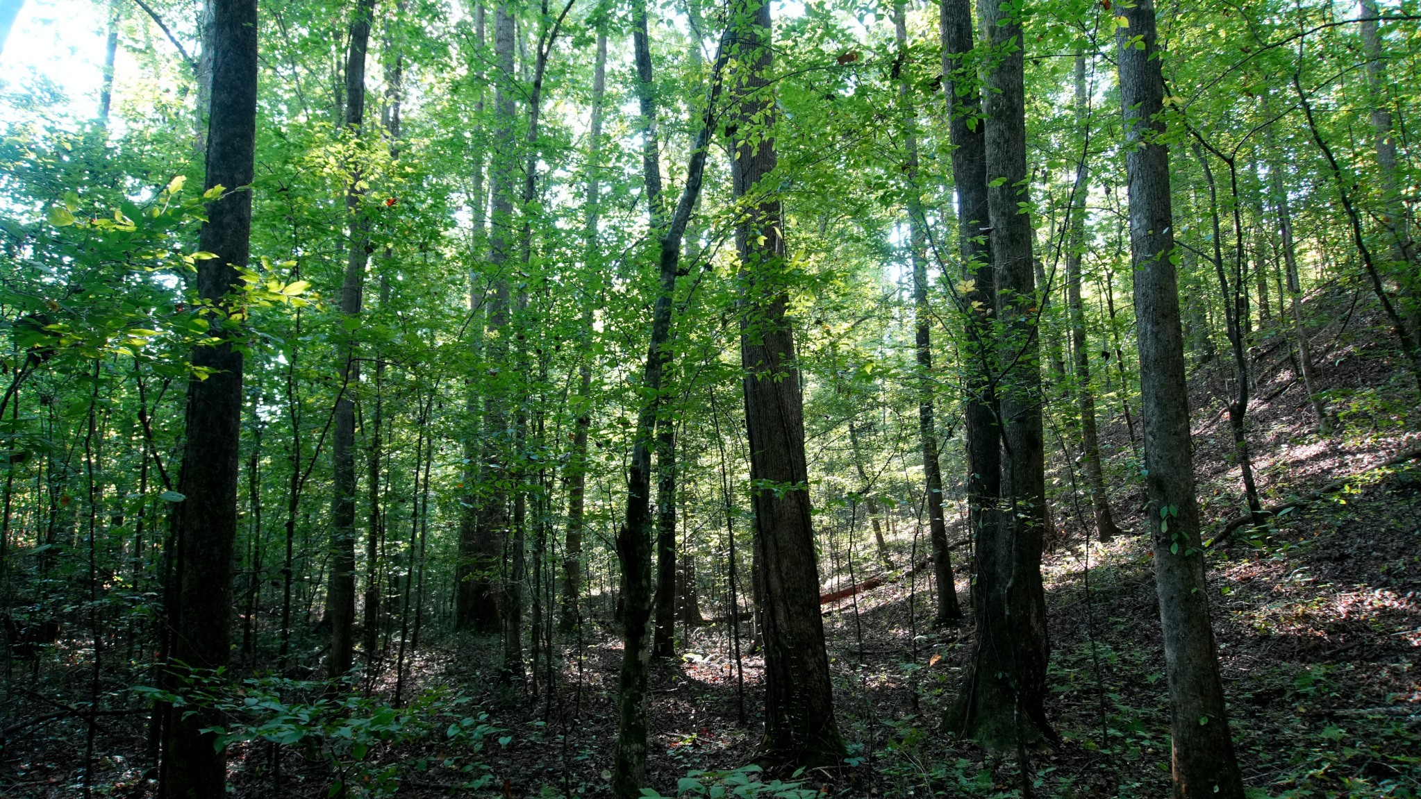 2 Ables Road Cherokee, AL 35616 - Photo 1 of 9 Gallery Image 1
