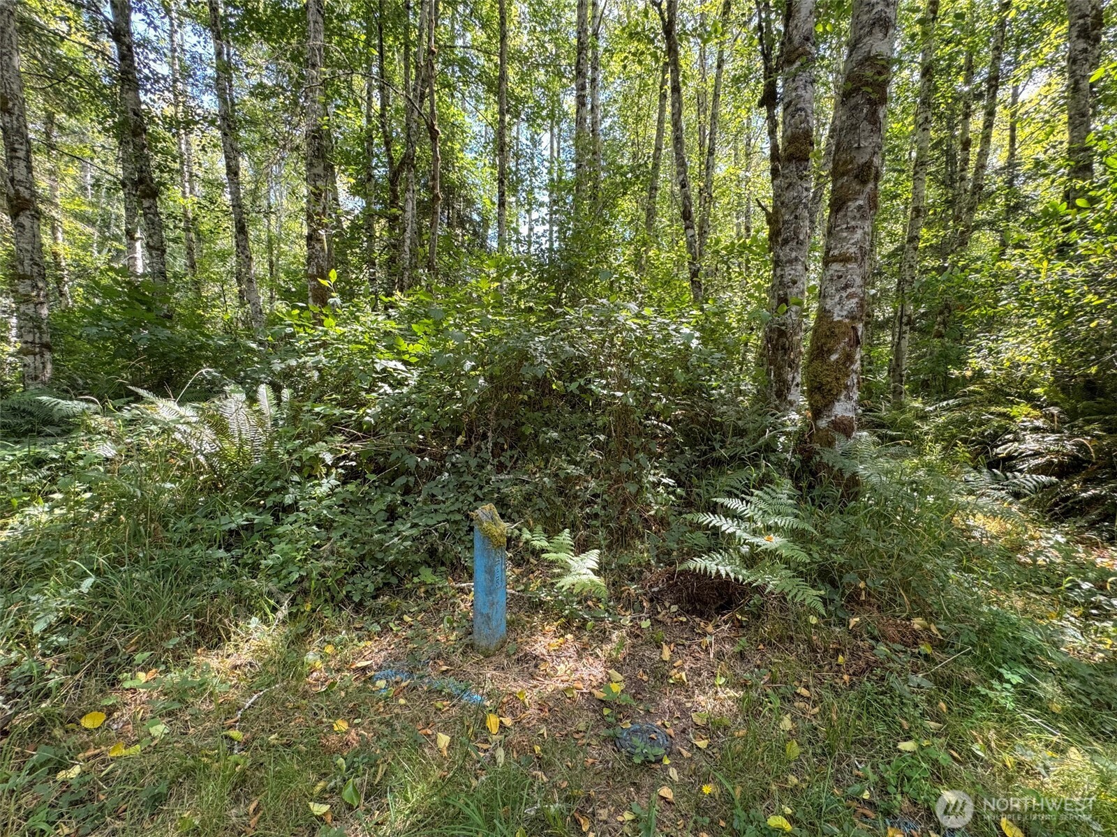 0 Thompson Road Port Angeles, WA 98363 - Photo 7 of 15
