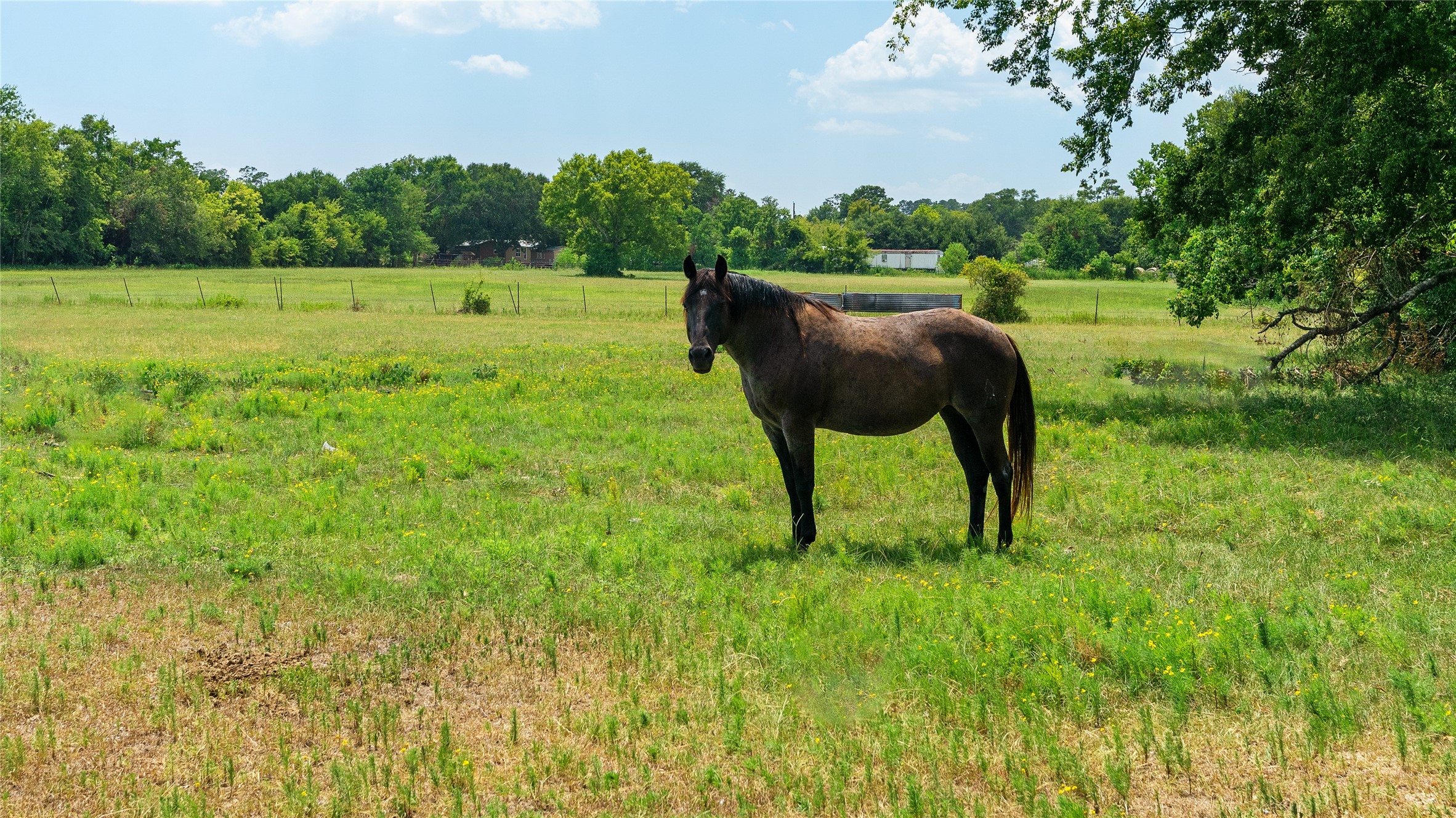 41115 Community Road Magnolia, TX 77354 - Photo 17 of 28 a view of yard with green space