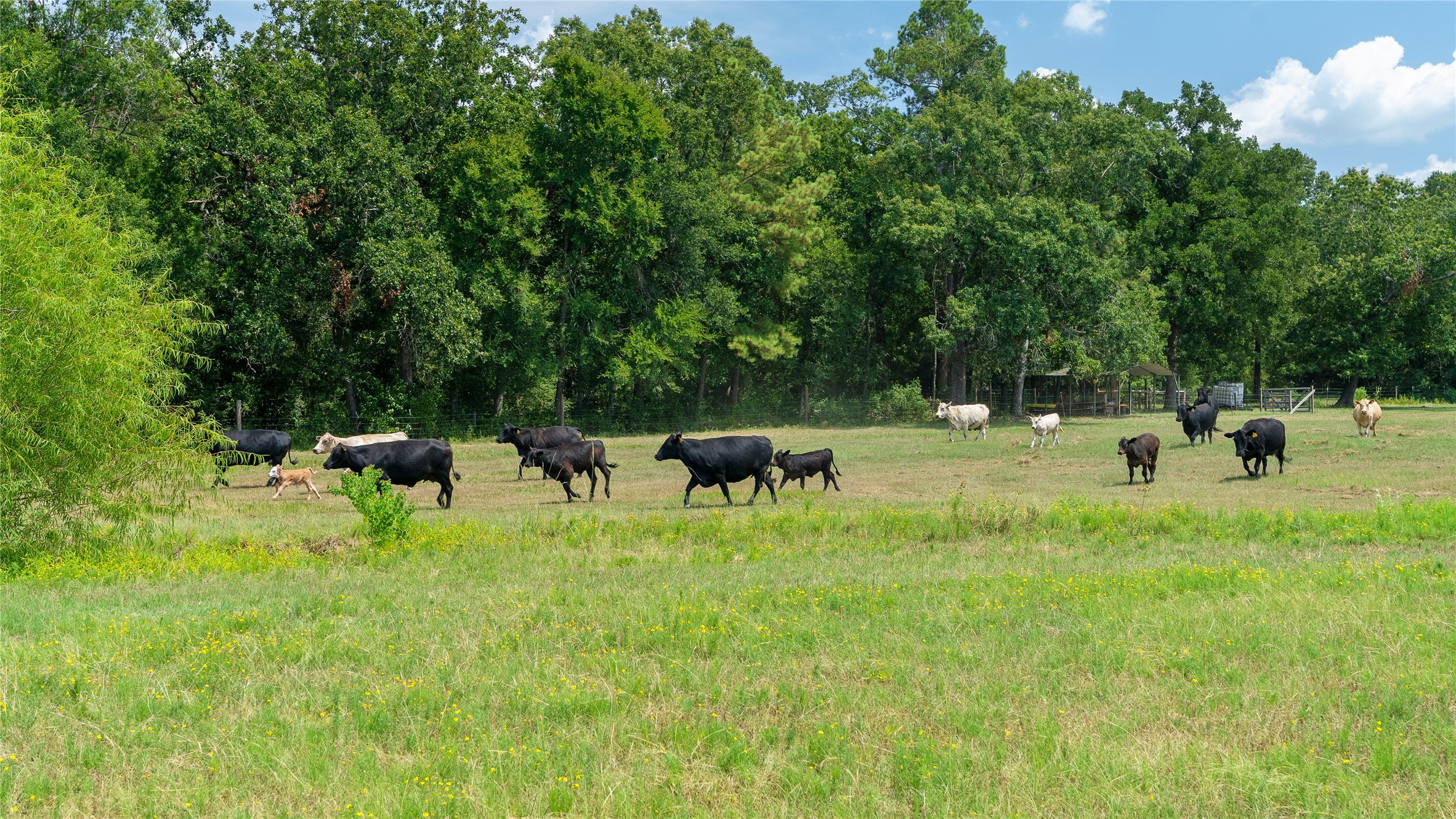 41115 Community Road Magnolia, TX 77354 - Photo 25 of 28 a view of a park with large trees