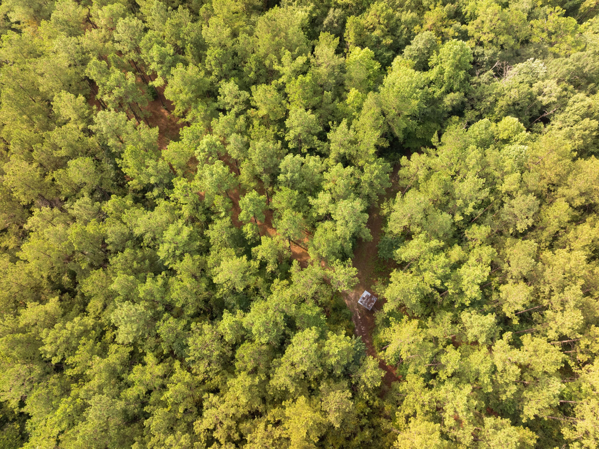 80-ac Arthur Lowe Road Lumberton, MS 39455 - Photo 7 of 18 Gallery Image 7