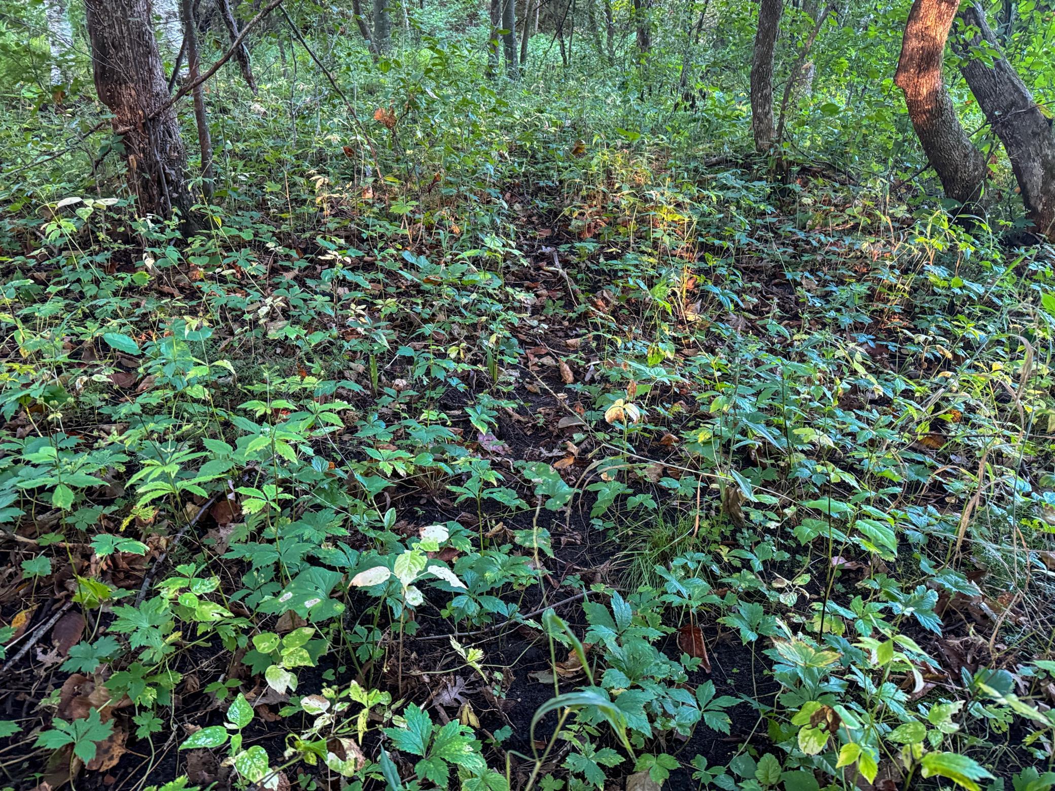 Tbd 230th Street Baldwin, WI 54002 - Photo 11 of 35