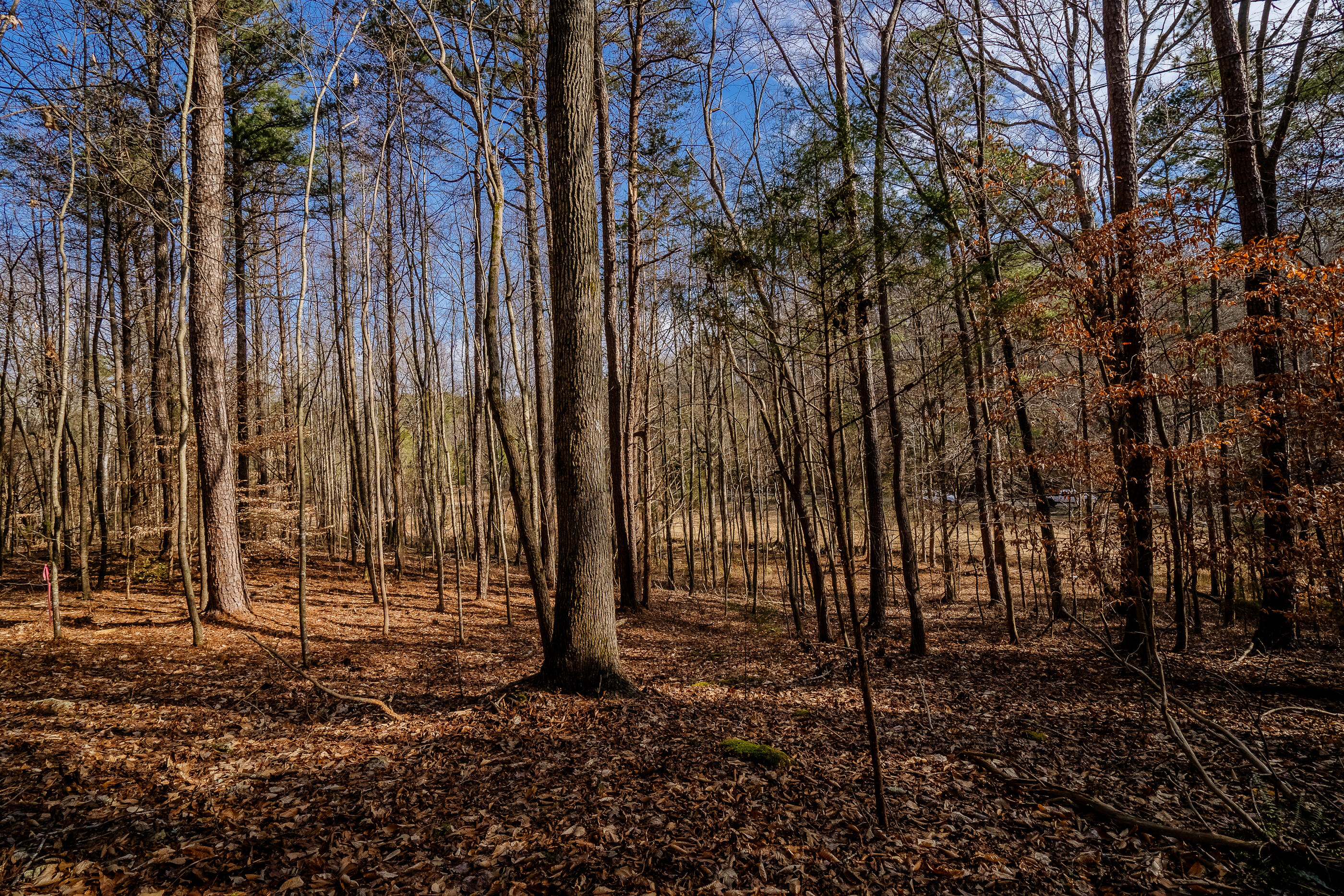 42 Quarles Road Rocky Face, GA 30740 - Photo 17 of 28 QuarelsRdLot42-12
