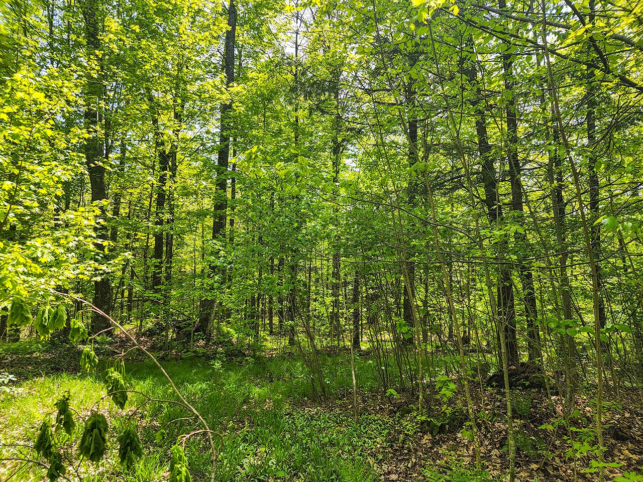 120 Tower Road Rib Lake, WI 54470 - Photo 11 of 16 Gallery Image 11
