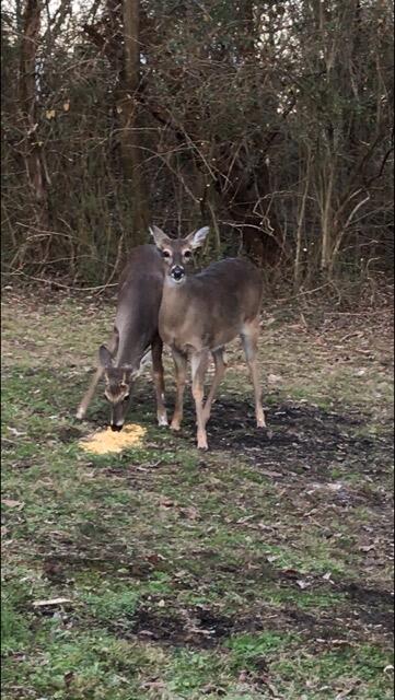 2344 Stonesage Road Soddy Daisy, TN 37379 - Photo 29 of 30 Deer