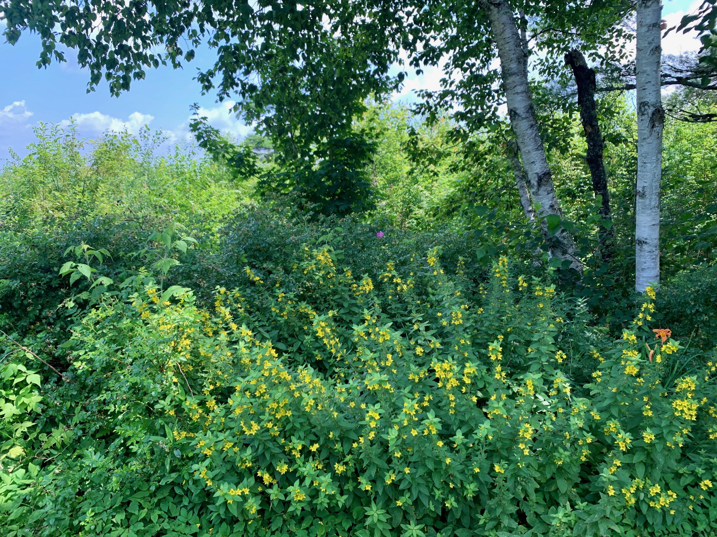270 Shattuck Road Calais, ME 04619 - Photo 49 of 68 IMG_1709