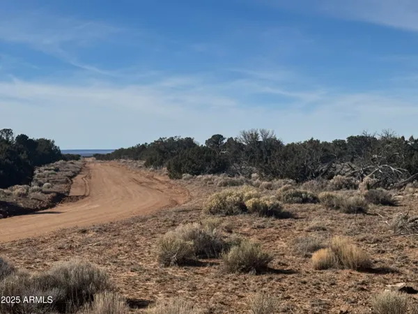 a view of a dry yard with wooden fence and trees