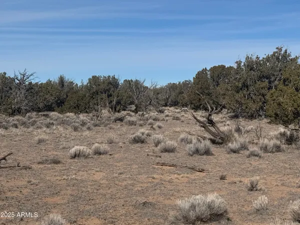 a view of a dry yard with trees in the background