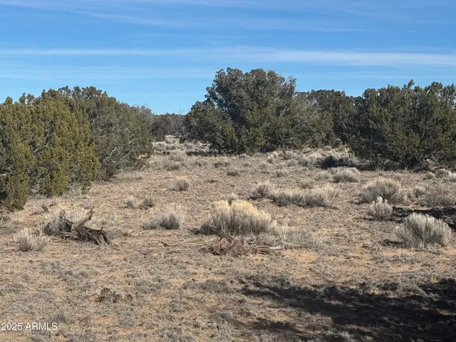 a view of a dry yard with trees