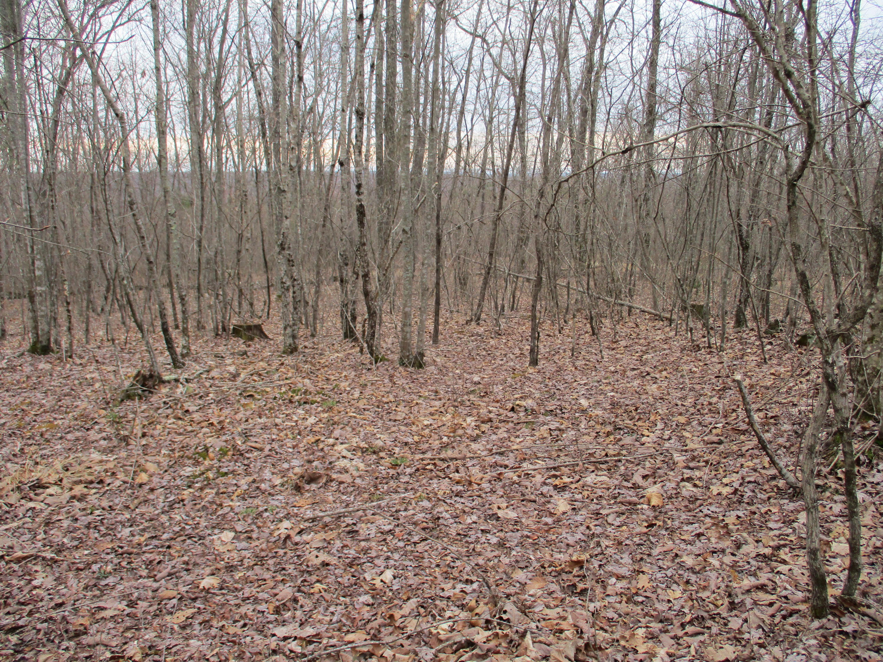 954 Big Ridge Road, Unit 3C Spring City, TN 37381 - Photo 17 of 48 IMG_0602