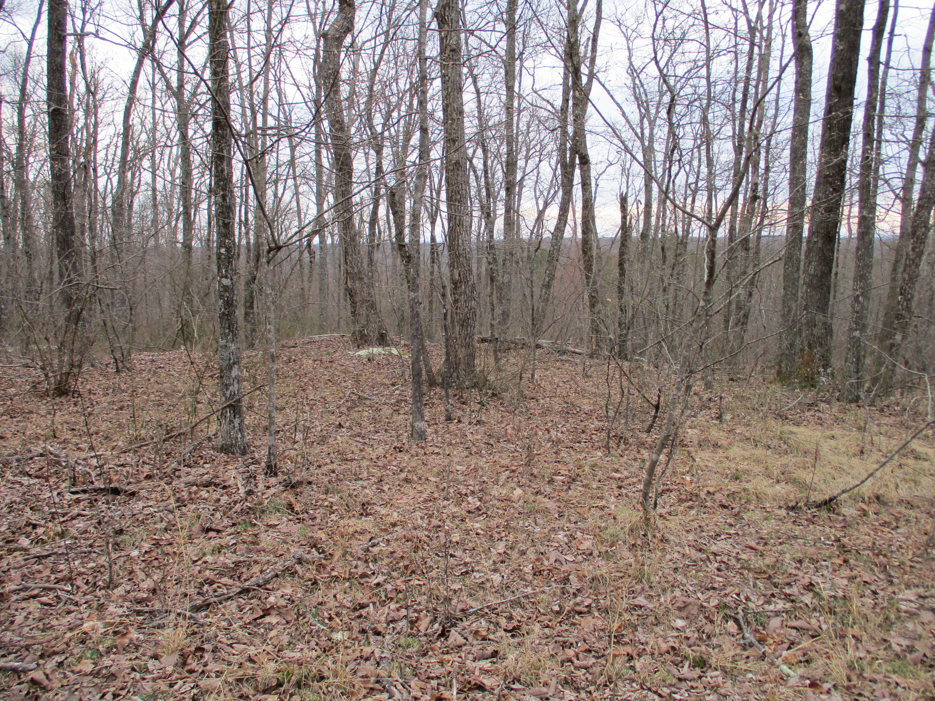 954 Big Ridge Road, Unit 3C Spring City, TN 37381 - Photo 19 of 48 IMG_0604