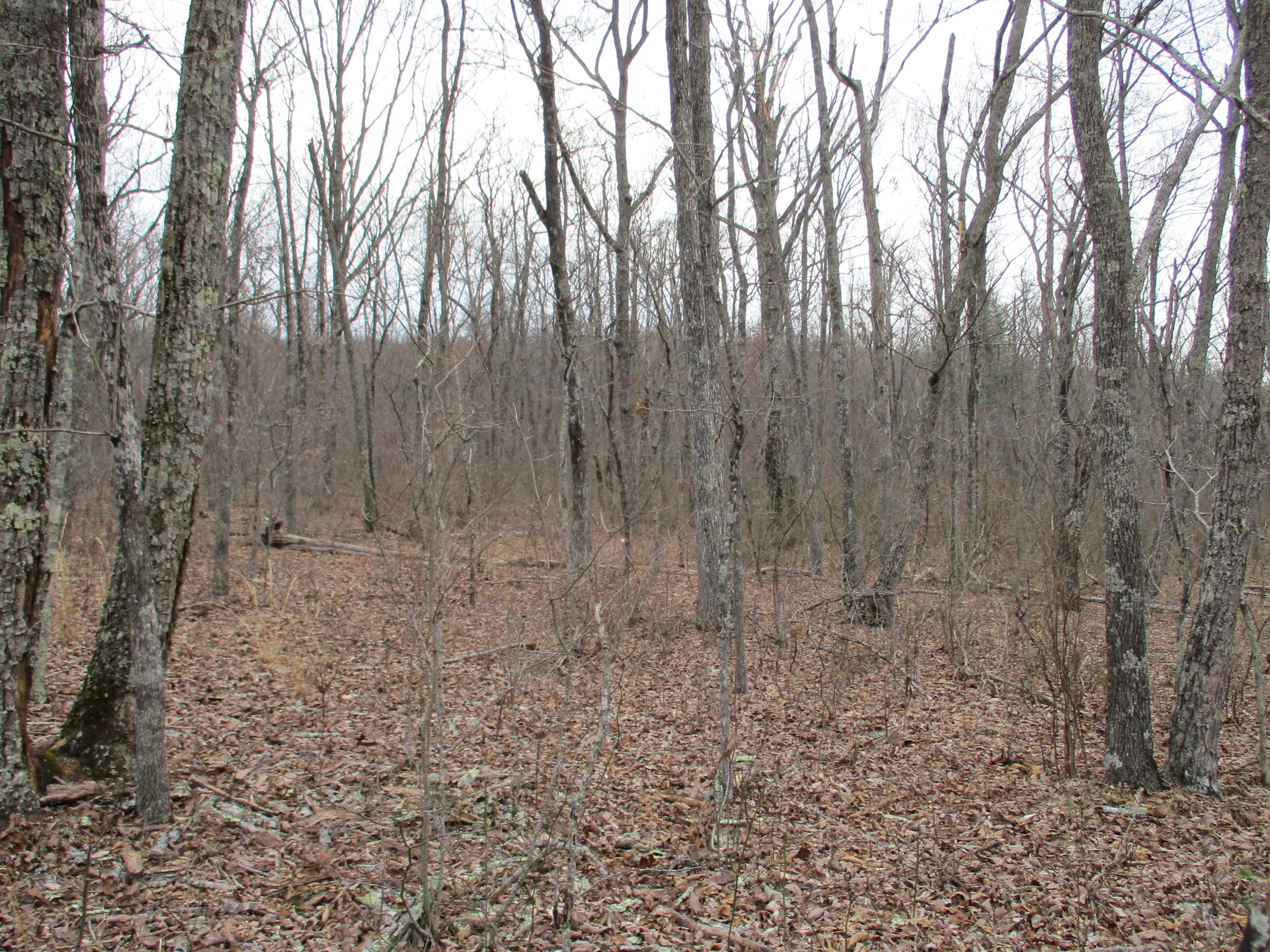 954 Big Ridge Road, Unit 3C Spring City, TN 37381 - Photo 23 of 48 IMG_0608