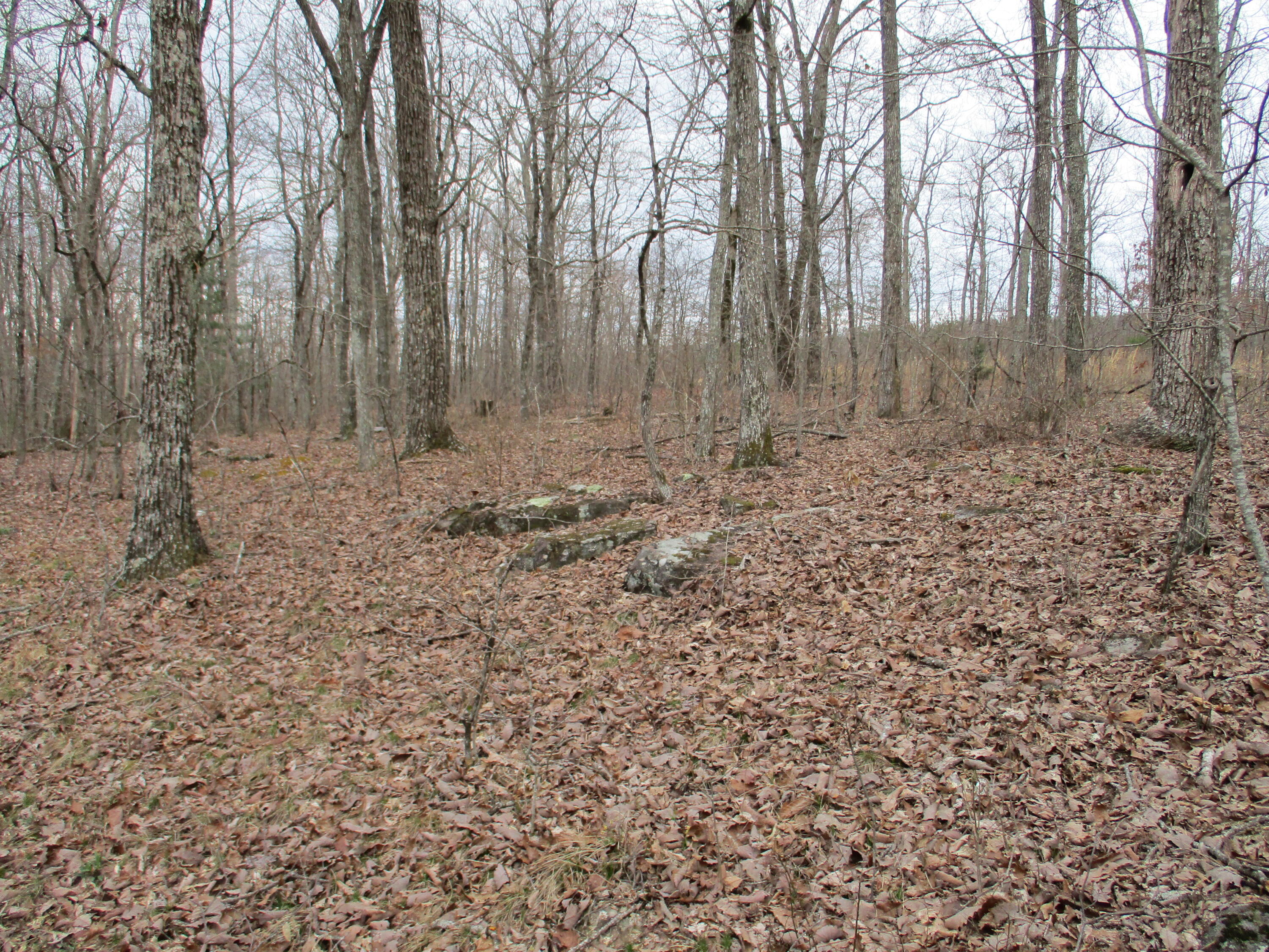 954 Big Ridge Road, Unit 3C Spring City, TN 37381 - Photo 38 of 48 IMG_0623