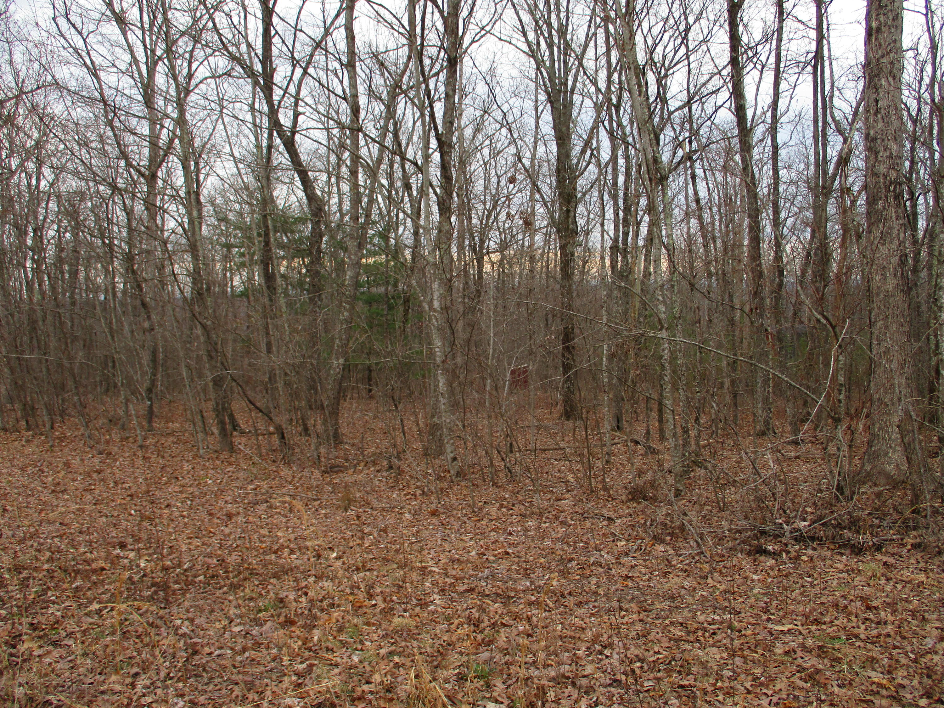 954 Big Ridge Road, Unit 3C Spring City, TN 37381 - Photo 4 of 48 IMG_0589