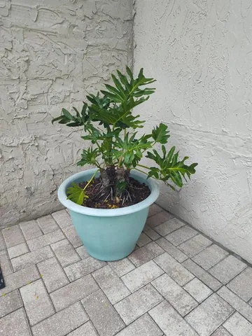 $2,000 | 901 Peninsula Road, Tarpon Springs, FL 34689