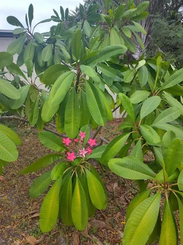 $2,000 | 901 Peninsula Road, Tarpon Springs, FL 34689
