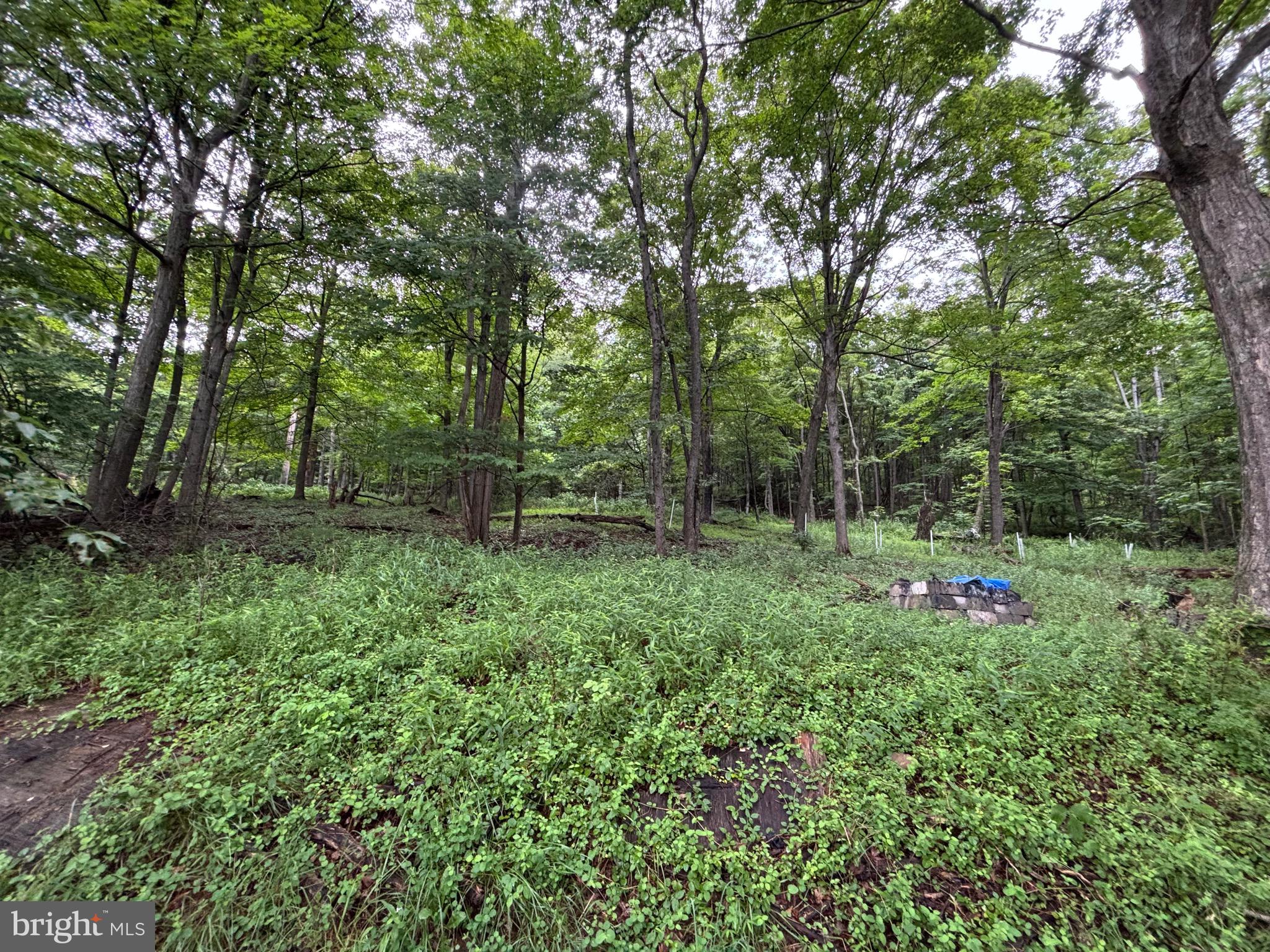 17211 Mt Savage Road Northwest Frostburg, MD 21532 - Photo 39 of 40 a garden with trees in front of it