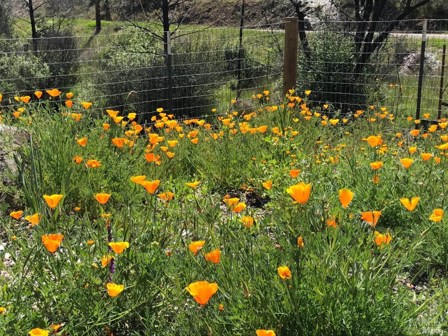 8700 Butts Canyon Road Pope Valley, CA 94567 - Photo 19 of 43