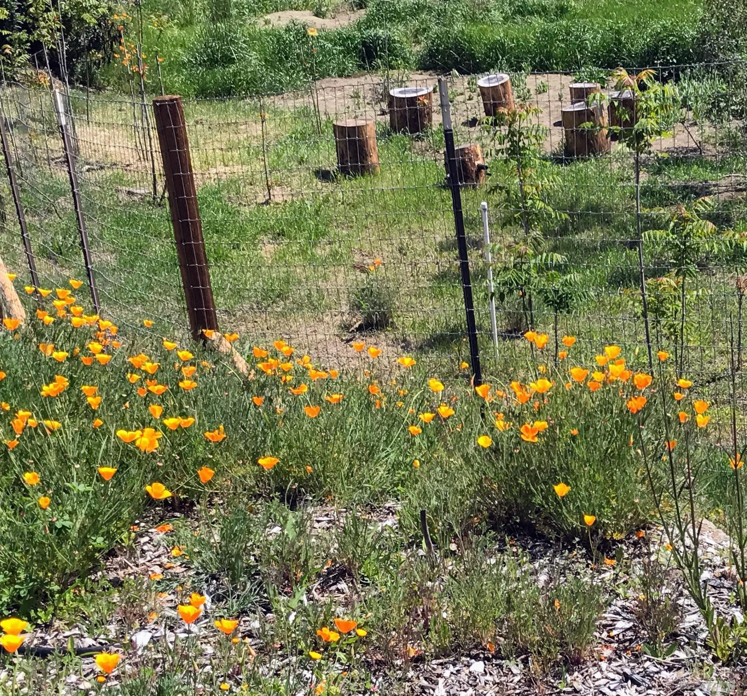 8700 Butts Canyon Road Pope Valley, CA 94567 - Photo 20 of 43