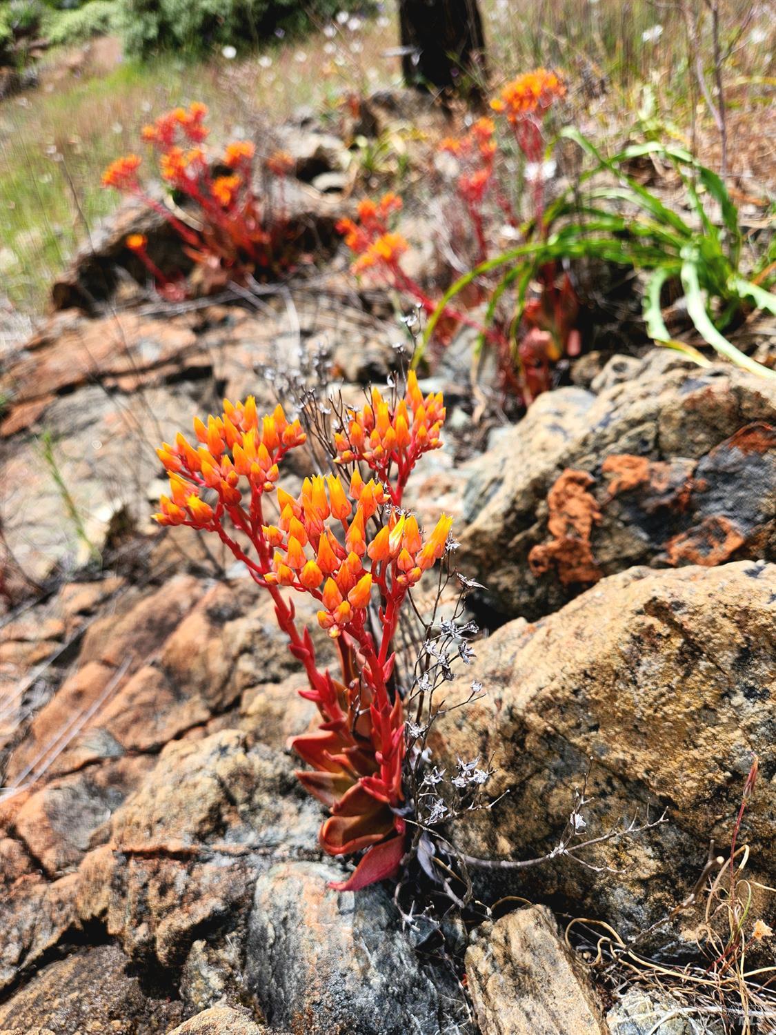 8700 Butts Canyon Road Pope Valley, CA 94567 - Photo 22 of 43