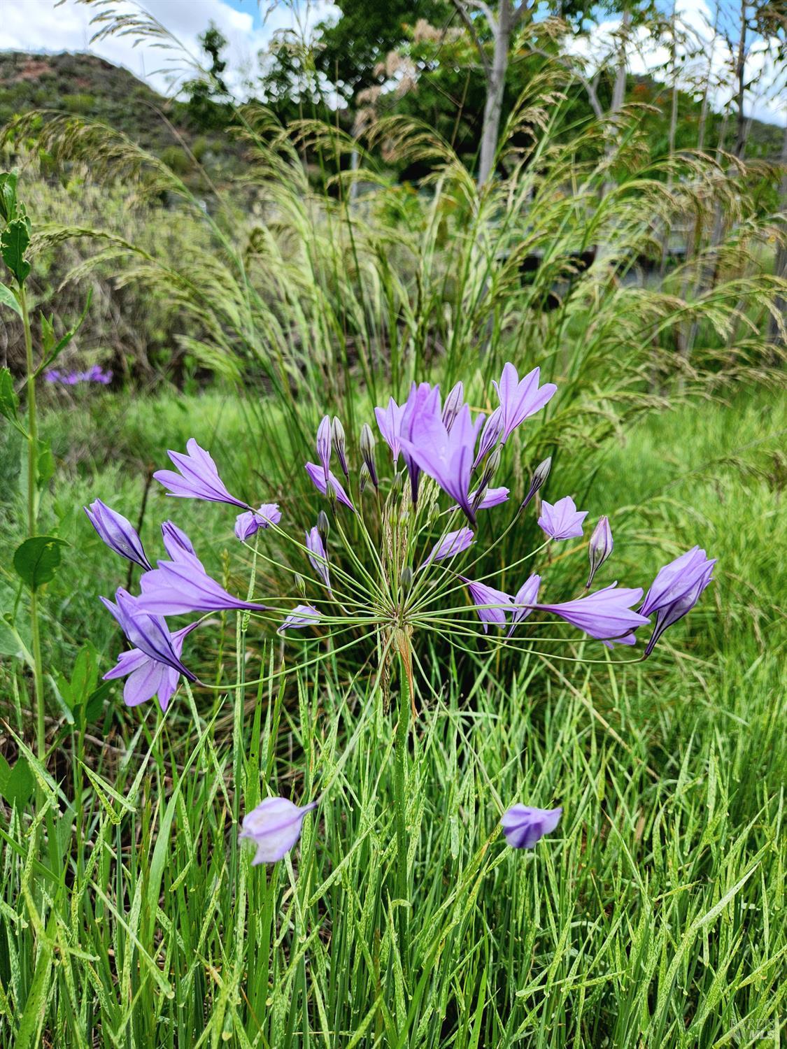 8700 Butts Canyon Road Pope Valley, CA 94567 - Photo 23 of 43