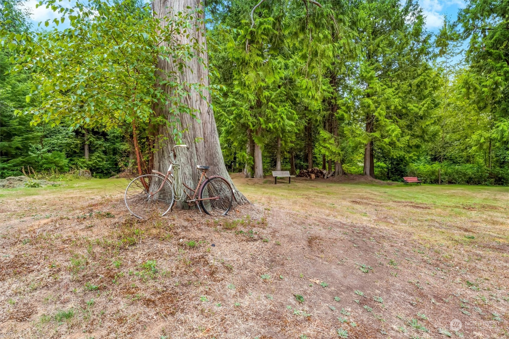 8351 Custer School Road Custer, WA 98240 - Photo 12 of 38 a view of a yard with a tree