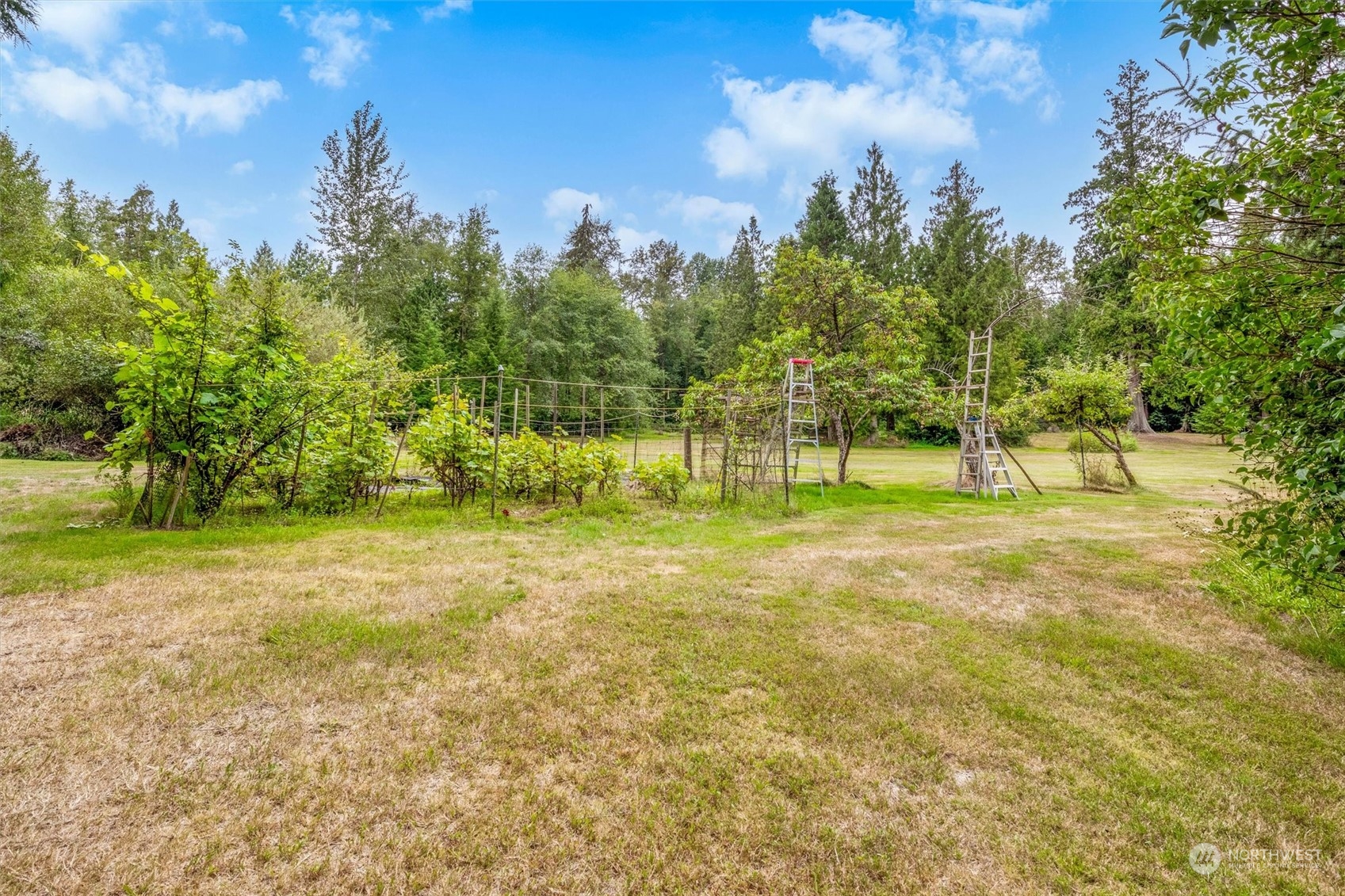 8351 Custer School Road Custer, WA 98240 - Photo 7 of 38 a view of yard with trees