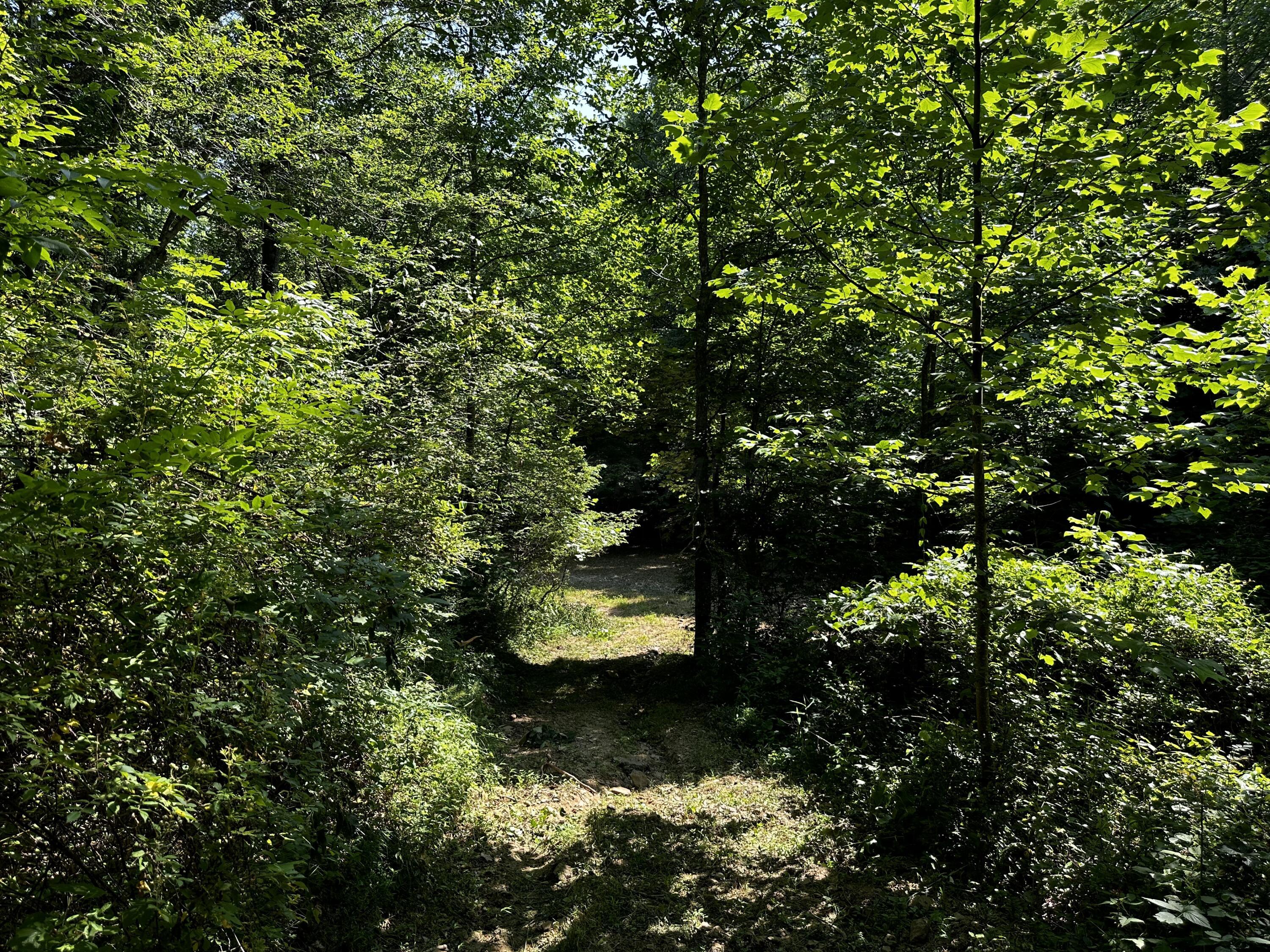 1101 Hull Road, Unit TRACT 9 WOODS WAYNE FOREST) Patriot, OH 45658 - Photo 29 of 61 20240621_150226663_iOS
