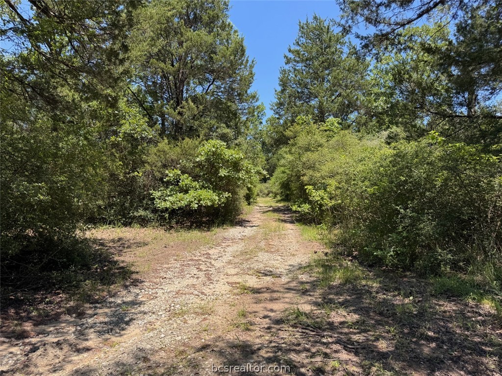 3454 Co Road Marquez, TX 77865 - Photo 2 of 35 a view of a yard with plants and trees