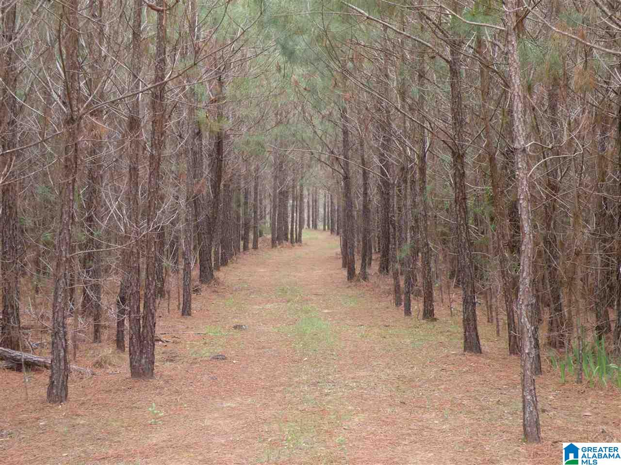 734 Branch Road Alpine, AL 35014 - Photo 28 of 33