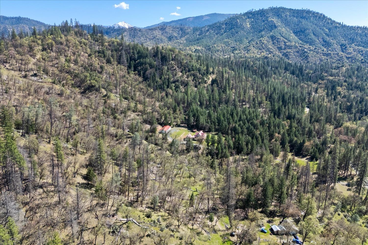 2995 Goose Ranch Road Lewiston, CA 96052 - Photo 55 of 87 a view of a forest with a mountain in the background