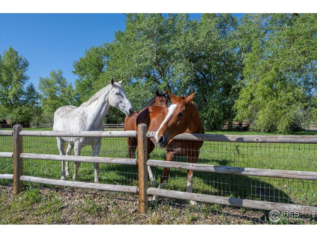 1351 Marshall Road Boulder, CO 80305 - Photo 36 of 46 a view of backyard with green space