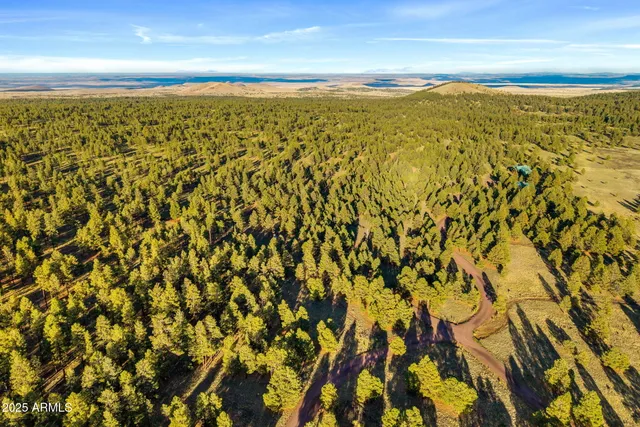 a view of a bunch of flowers