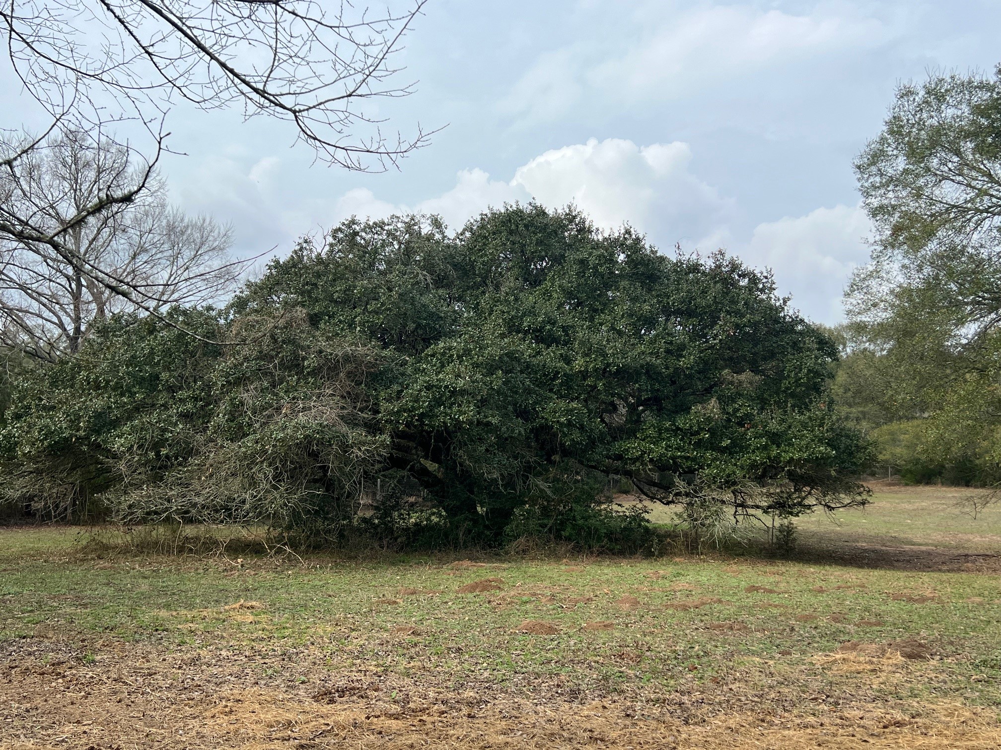 1127 FM 109 New Ulm, TX 78950 - Photo 22 of 22