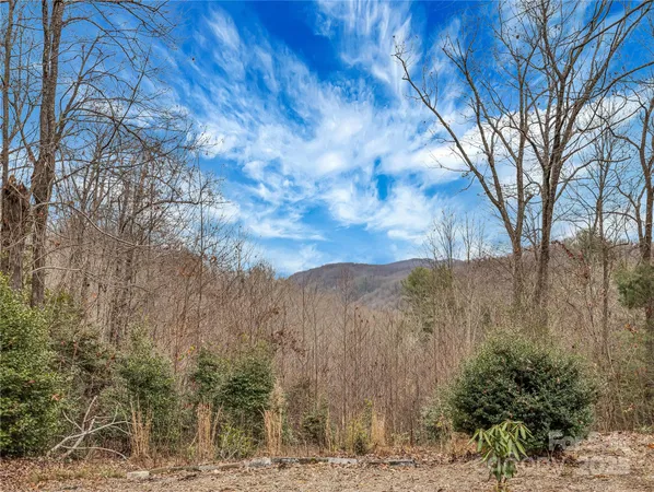 a view of a dry yard with trees